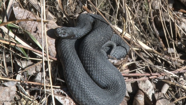  Käärme päivää paistattelemassa Pohjois-Espoon luonnonsuojelualueella 14.3.2014.