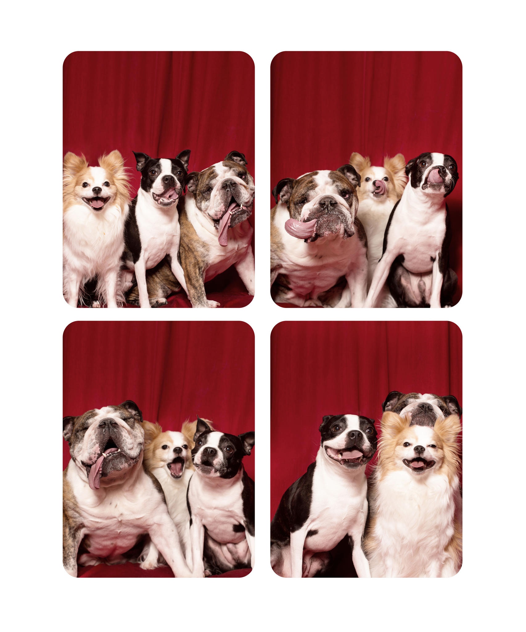 Koirien Photobooth-kuvaus 2