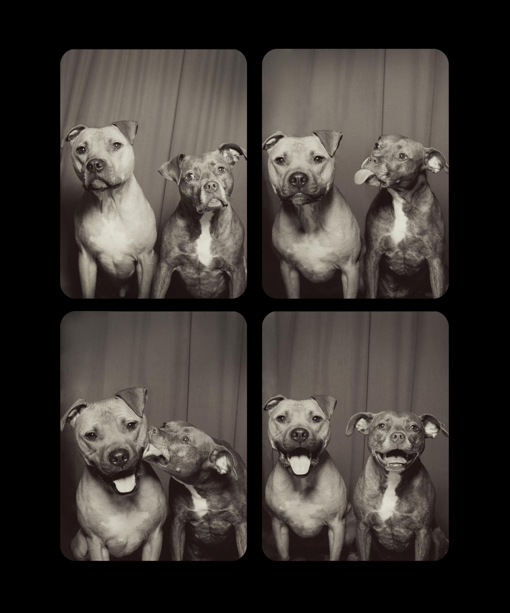 Koirien Photobooth-kuvaus 4