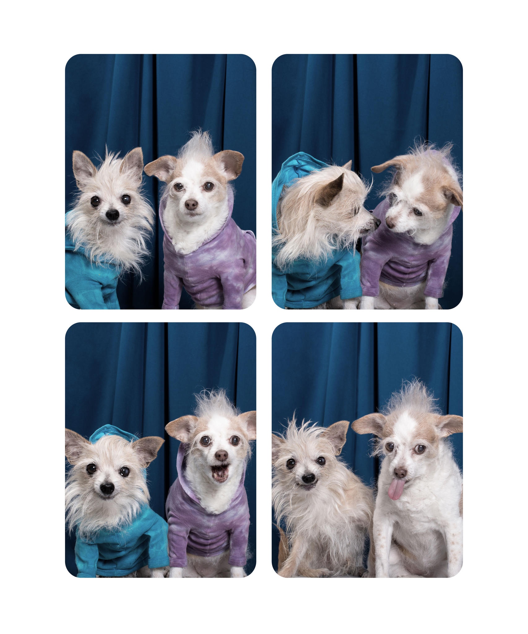 Koirien Photobooth-kuvaus 6