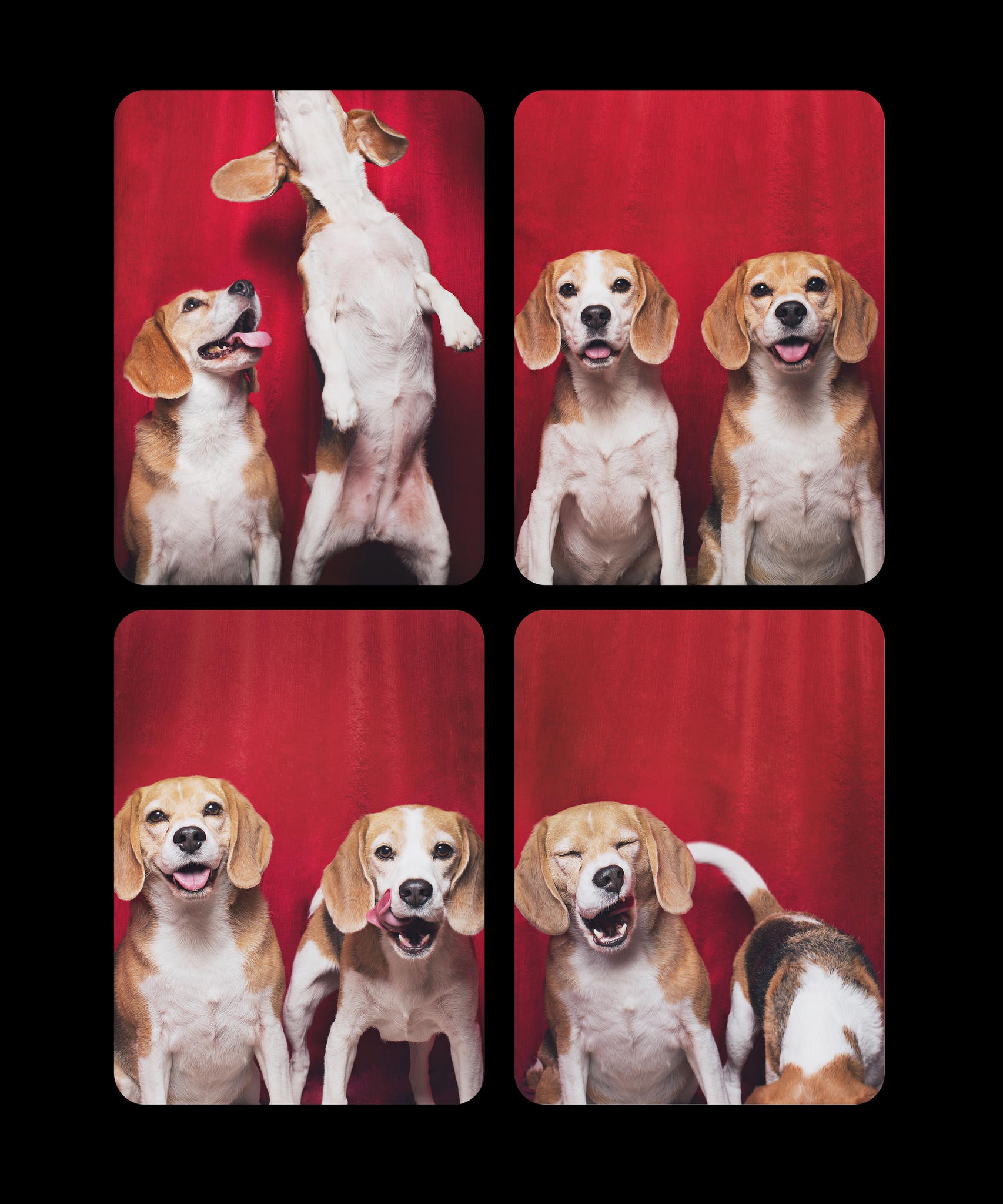 Koirien Photobooth-kuvaus 7