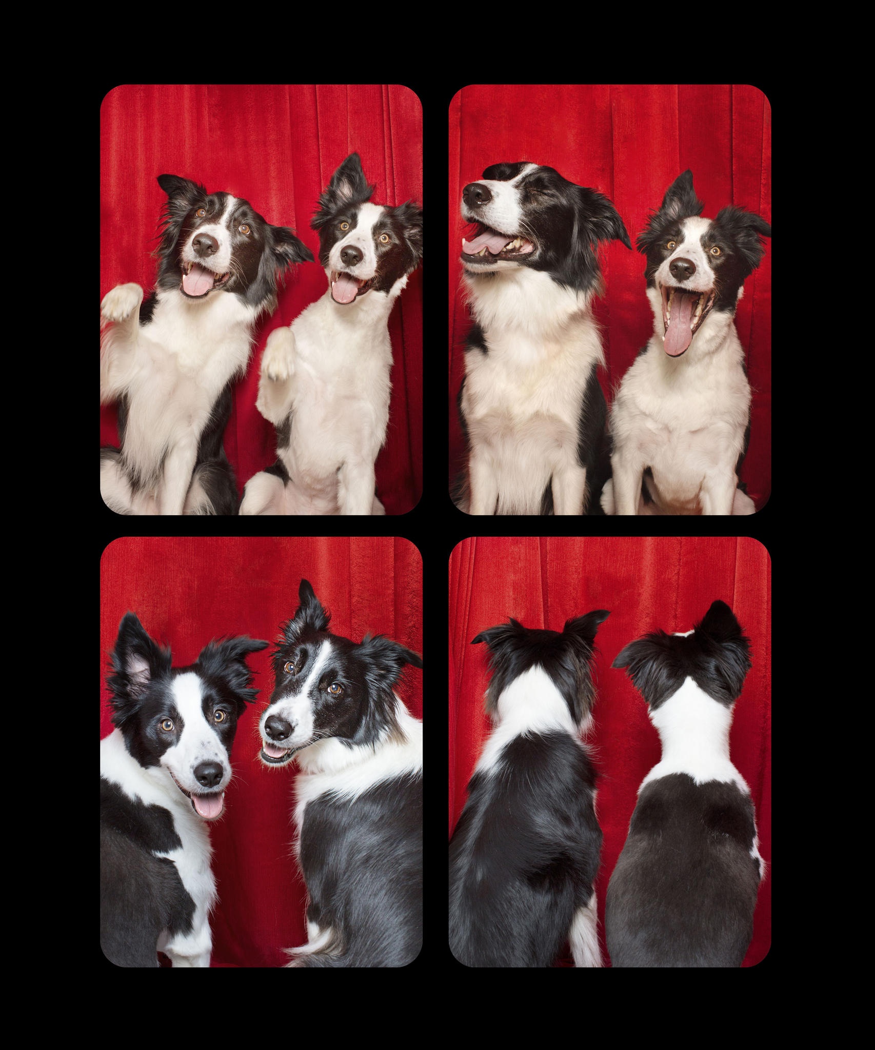 Koirien Photobooth-kuvaus 8