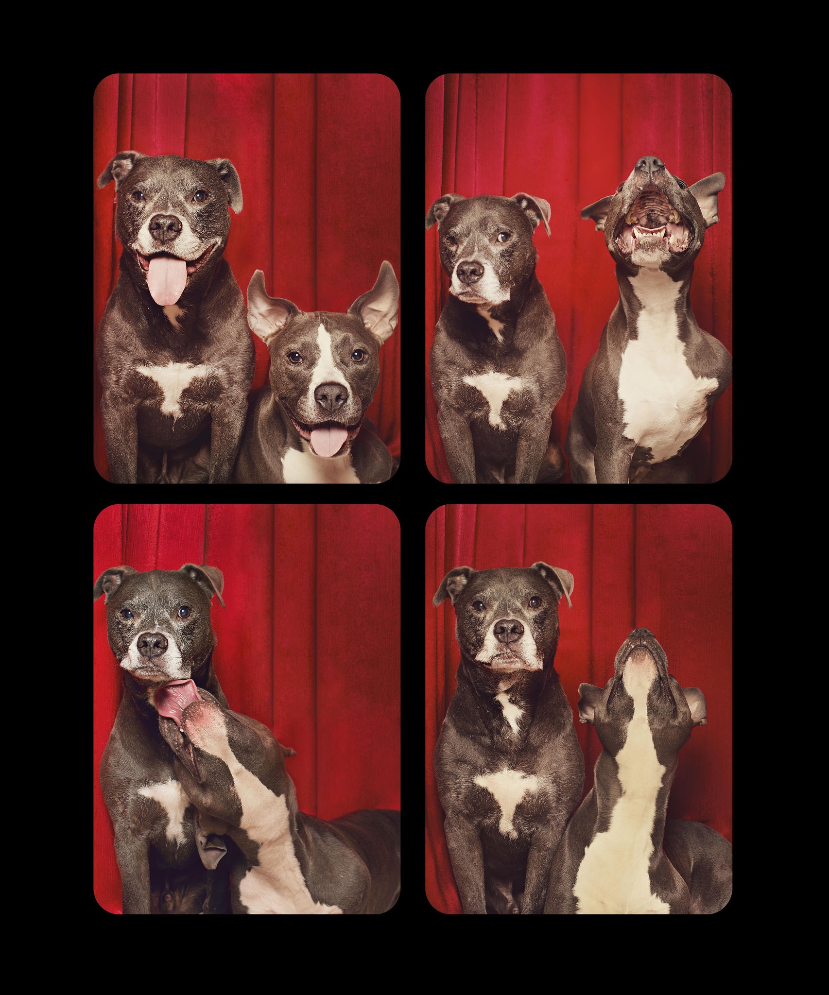Koirien Photobooth-kuvaus 10