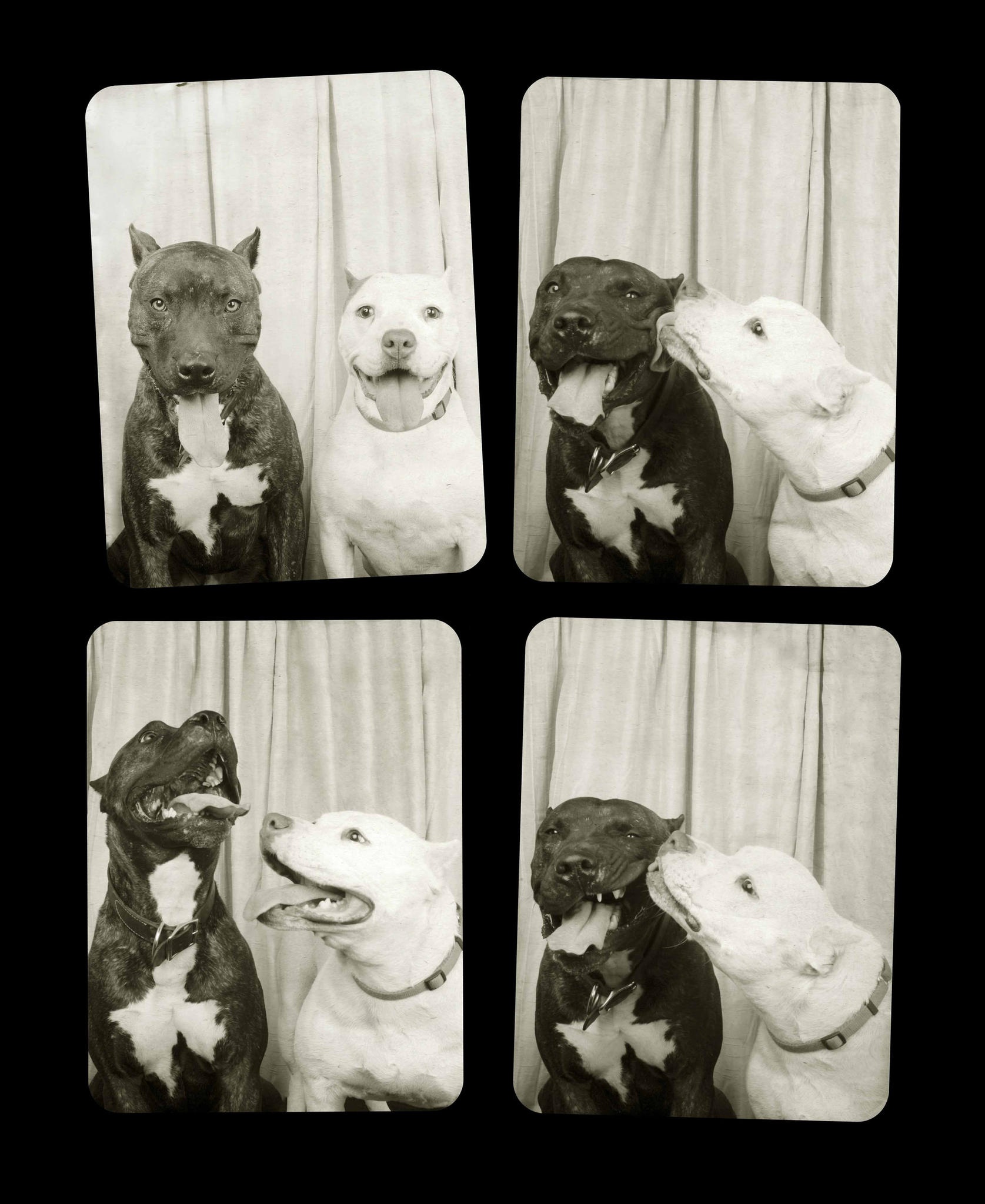 Koirien Photobooth-kuvaus 12