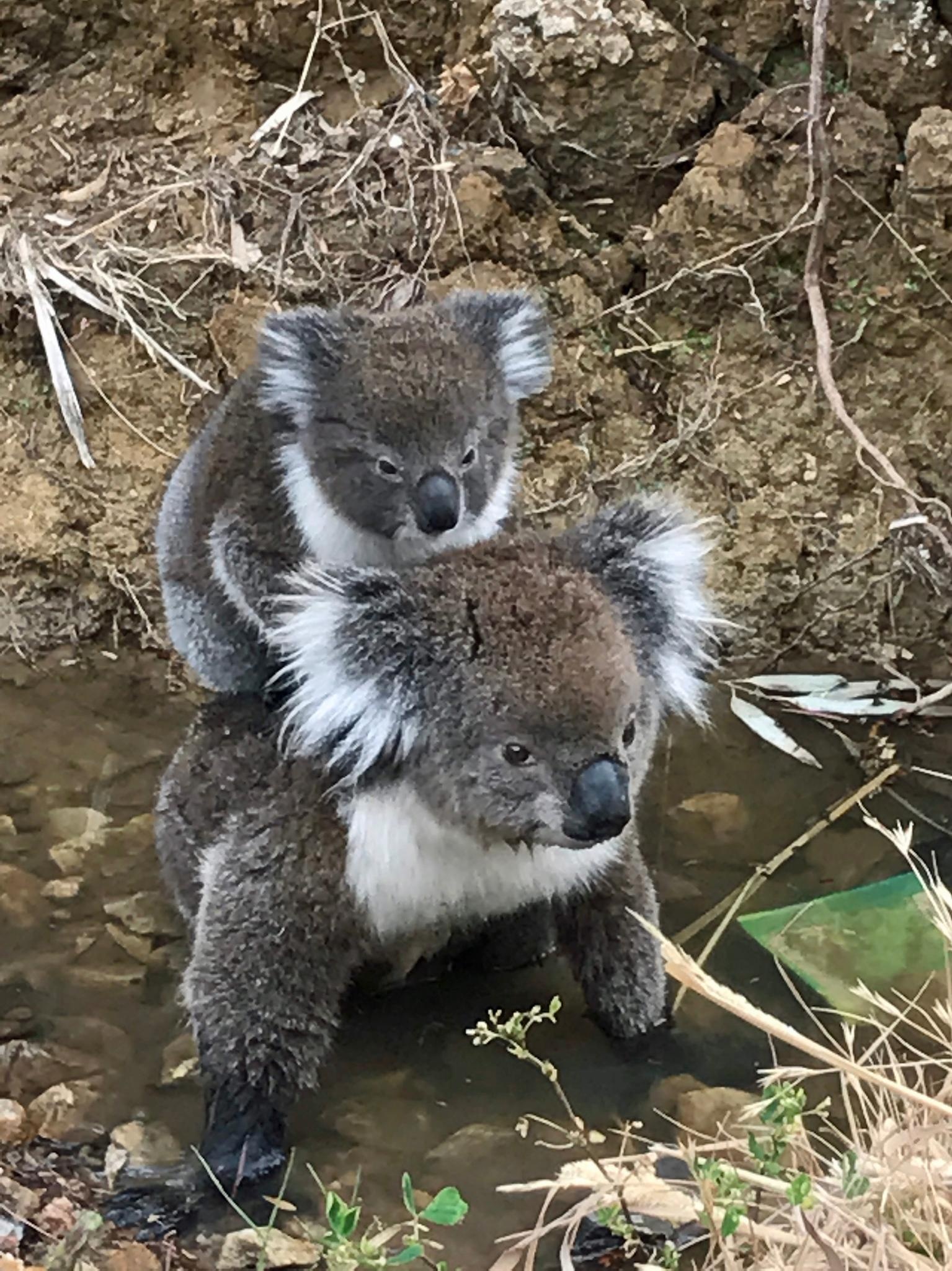 koala australia 3