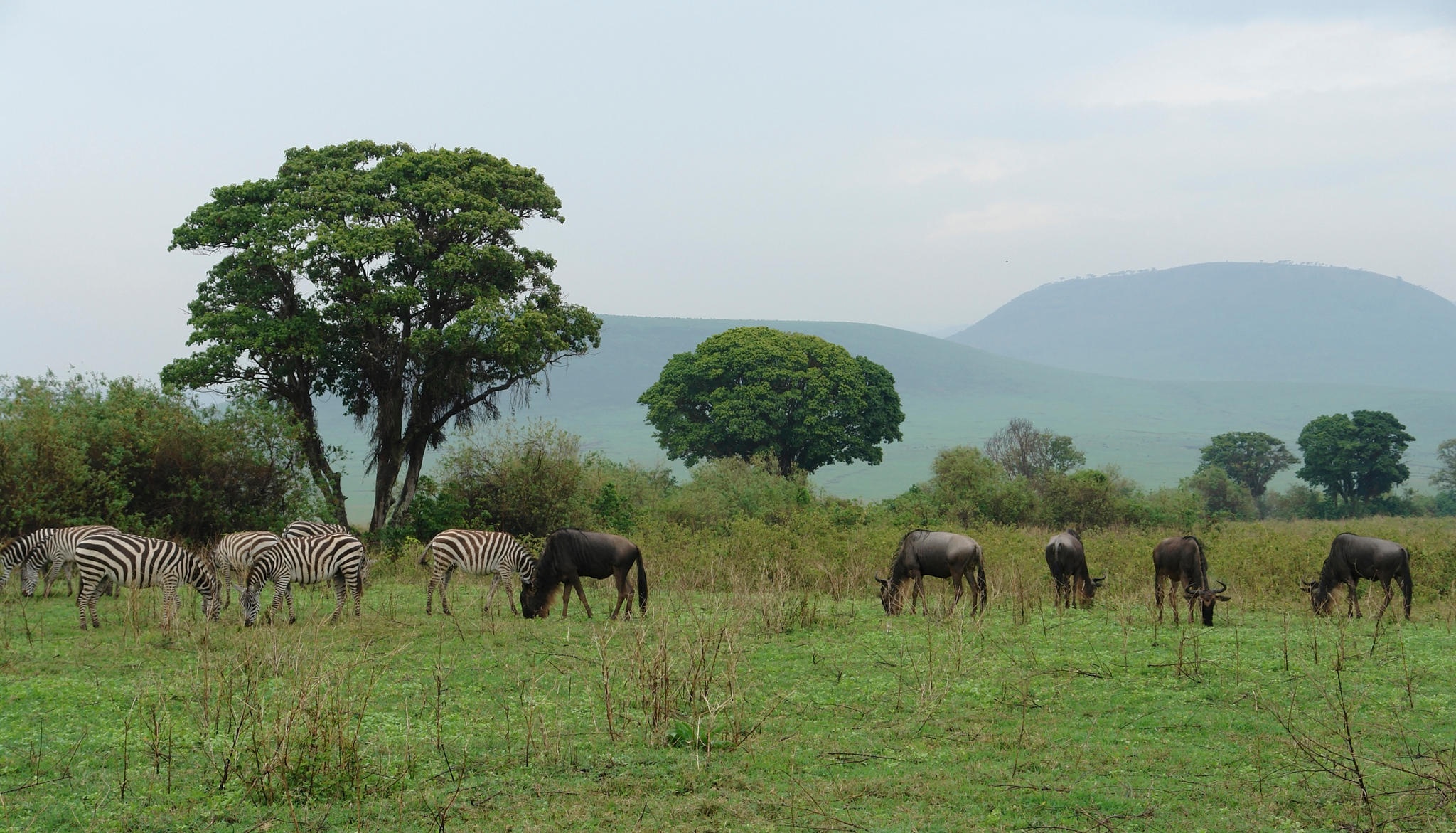 serengeti national park 2