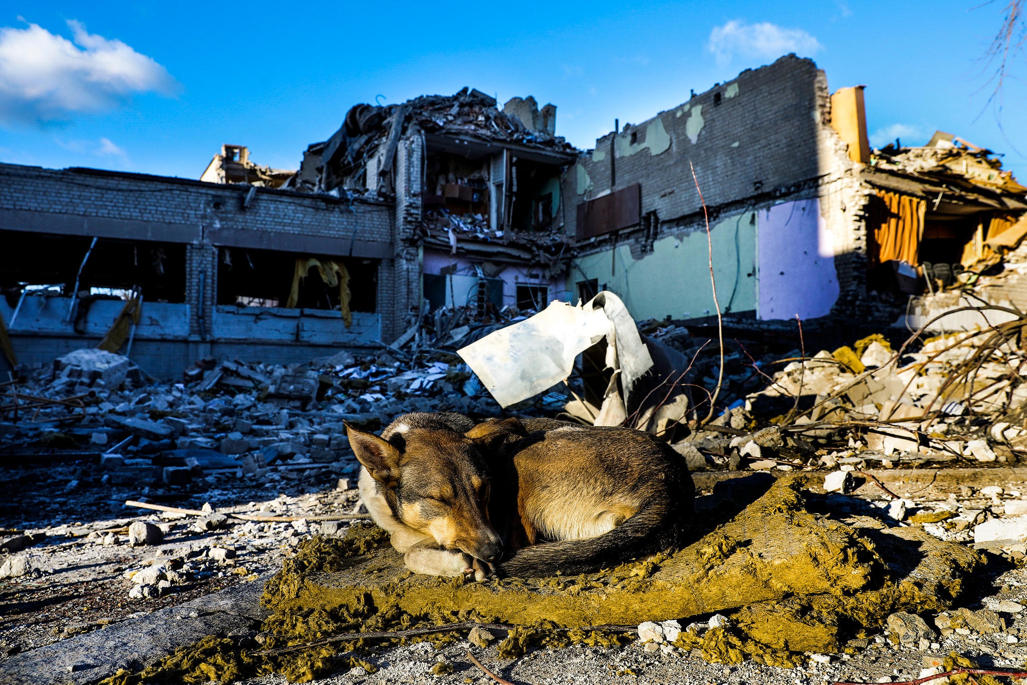 Koira nukkuu raunioissa Ukrainan sodassa.