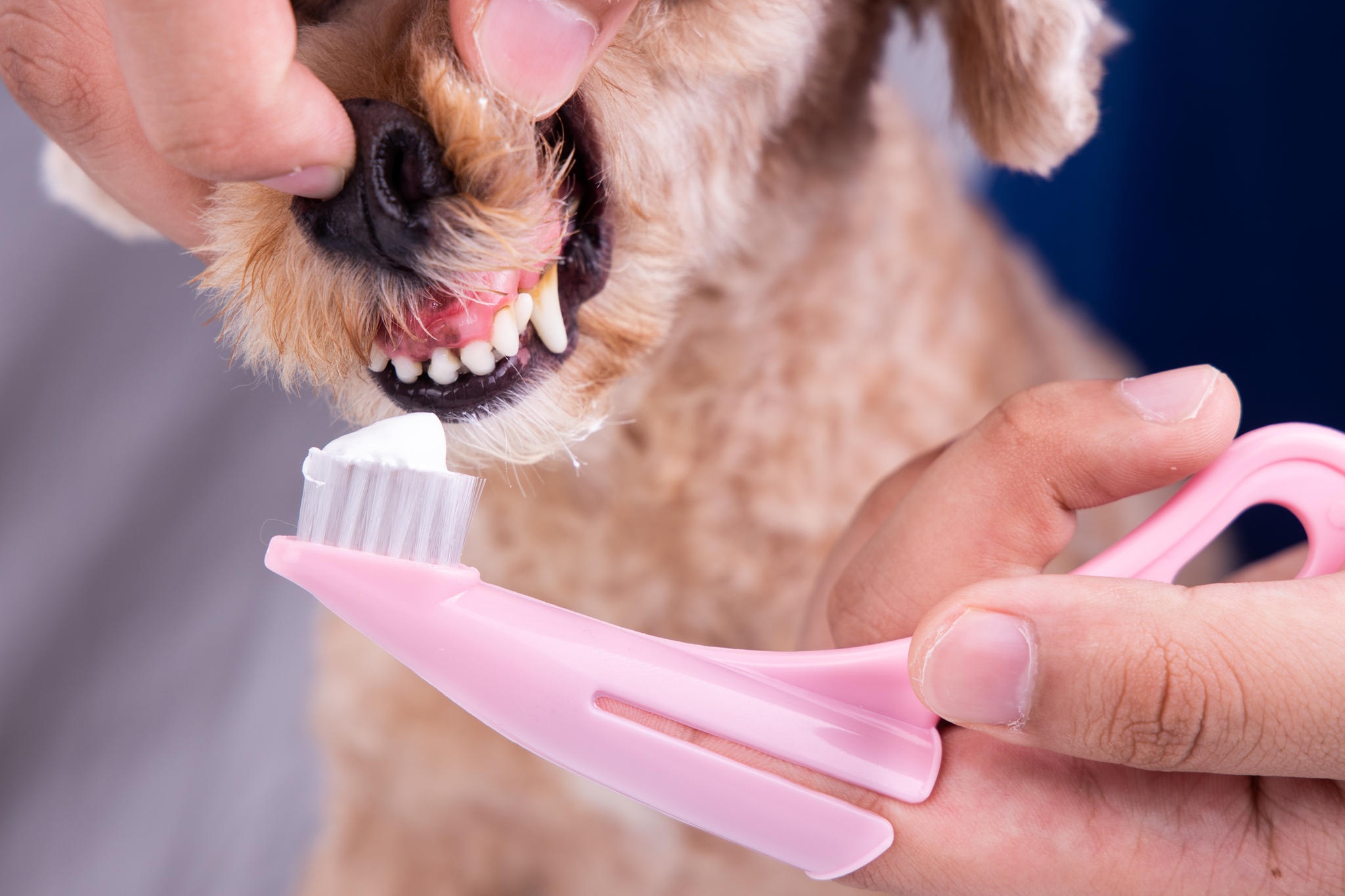 koiran-hampaanpesu