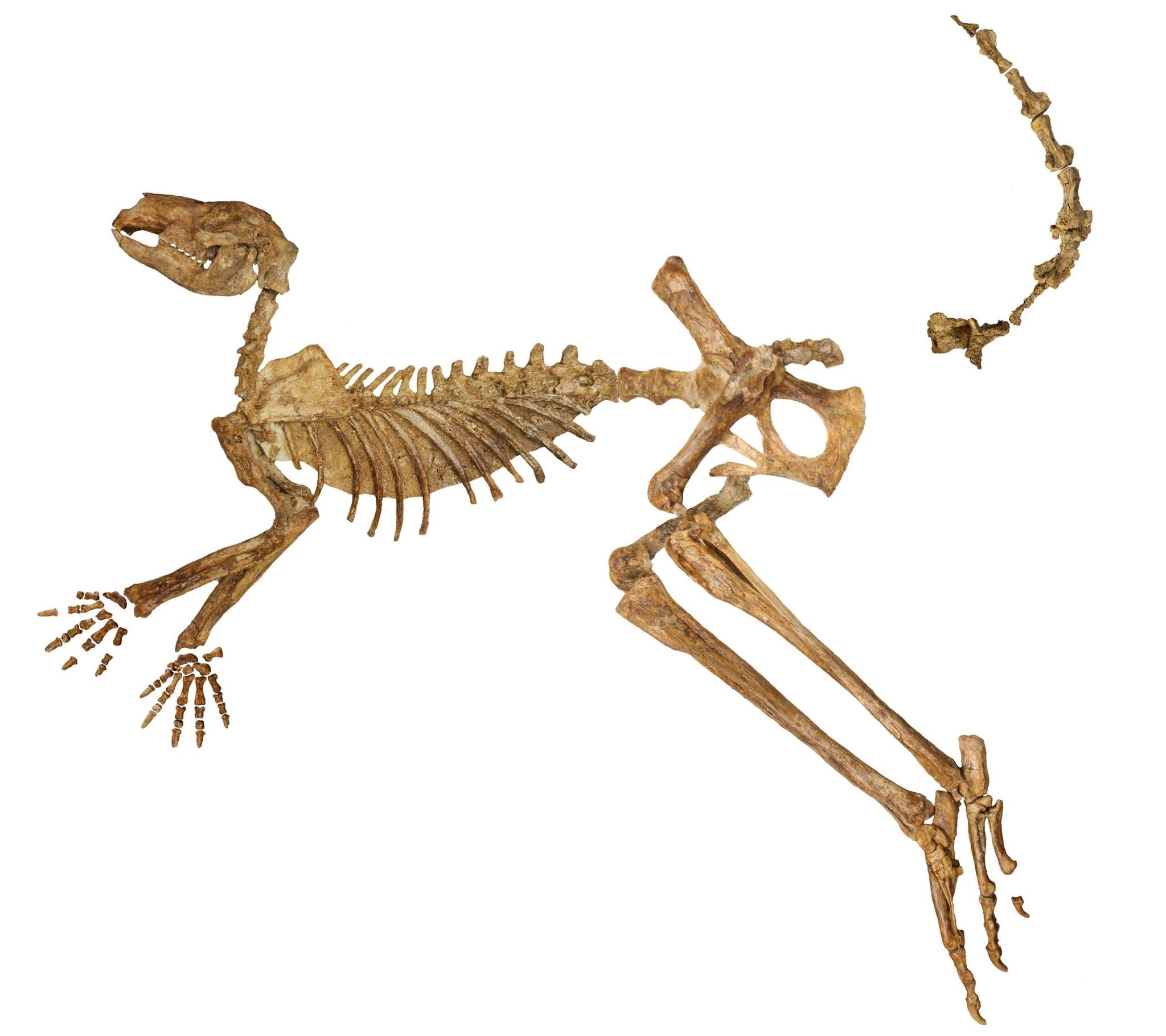 Callabonna-järvestä löytyneen sukupuuttoon kuolleen jättiläiskenguru Protemnodon viatorin lähes täydellinen fossiilinen luuranko, josta puuttuu vain muutama luu kädestä, jalasta ja hännästä.