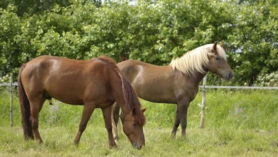 Hevoset hyötyvät akupunktiosta.