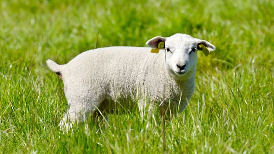 D-vitamiini valmistetaan lampaanvillasta.