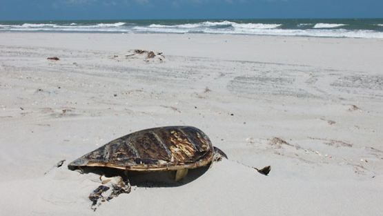 Kuollut kilpikonna makaa hiekalla.