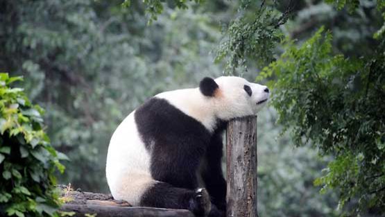 Isopanda Pekingin eläintarhassa.