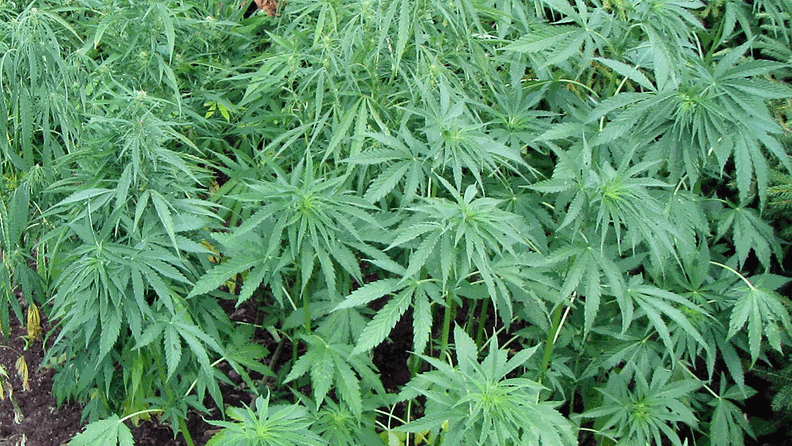 Kannabisviljelmiä Porvoossa ja Sipoossa heinäkuussa 2013.