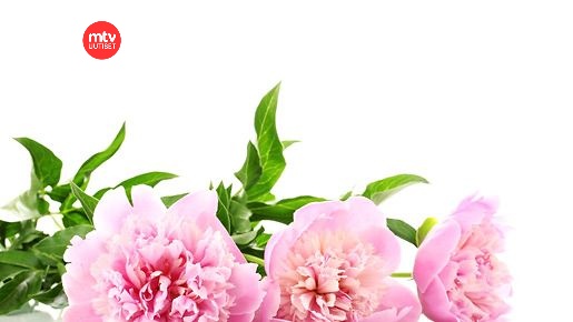 Unohda ruusu – tässä ovat kevään trendikkäimmät kukat valmistuville ja  ylioppilaille! 