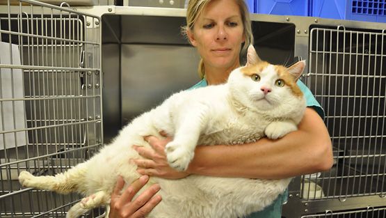 Katso kammottavat kuvat: Tämä lihava kissa on maailman painavin? -  