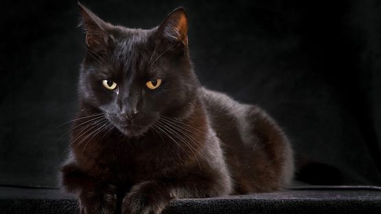 Musta kissa pahanilmanlintuna ja onnentuojana – lue uskomattomat uskomukset  
