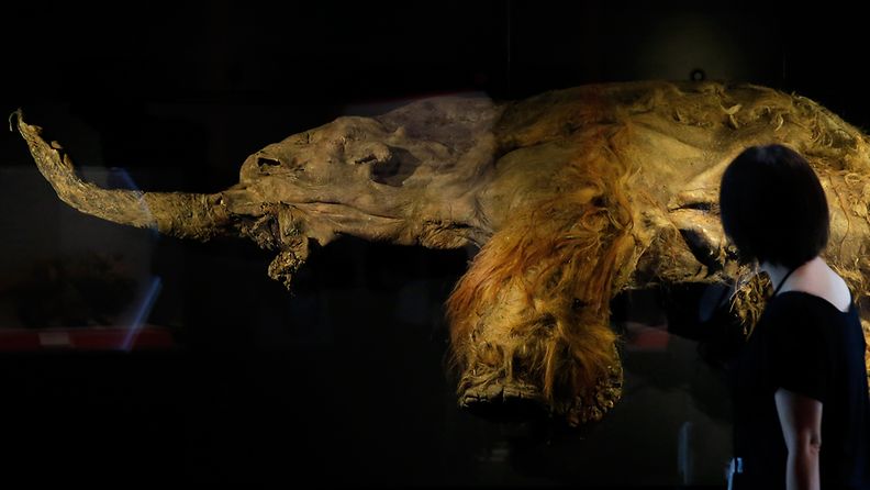 Siperiasta löytynyt jäätynyt naarasmammutti esillä japanilaismuseossa Tokiossa.