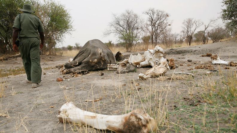 Puistonvartija kävelee tarkastamaan myrkytetyn elefantin ruumista. Kaikkiaan yli sata elefanttia on myrkytetty Hwangen kansallispuistossa Zimbabwessa noin kuukauden aikana.