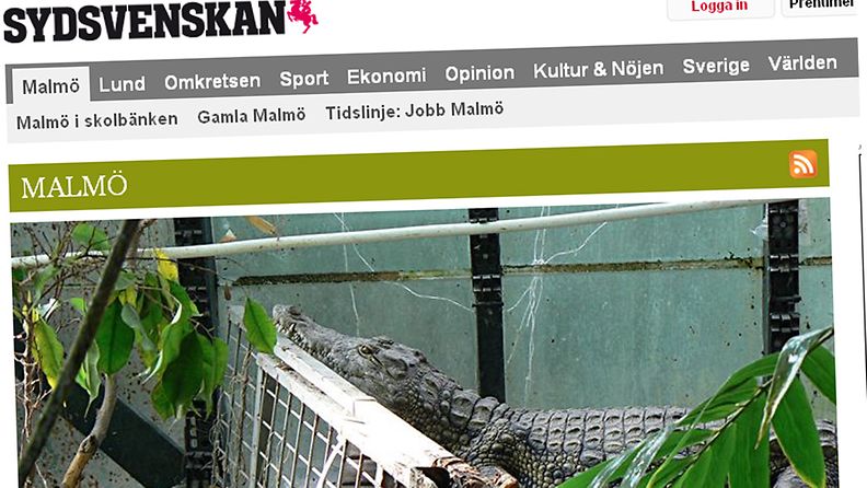 Ruotsissa poliisi löysi kuvassa näkyvän krokotiilin ratsian yhteydessä. Kuvakaappaus Sydsvenskanin sivuilta.