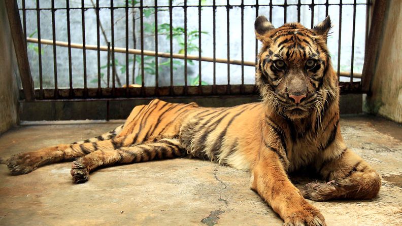 Kuvassa Surabayan eläintarhan 15-vuotias Melani-tiikeri. Eläintarhan mukaan Melani on kärsinyt vakavasta ruuansulatushäiriöstä viimeisen viiden vuoden ajan.