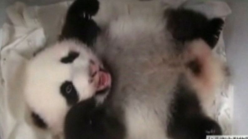 Taipein eläintarhassa syntynyt pandanpoikanen sai ensimmäiset hampaansa 22. syyskuuta 2013.