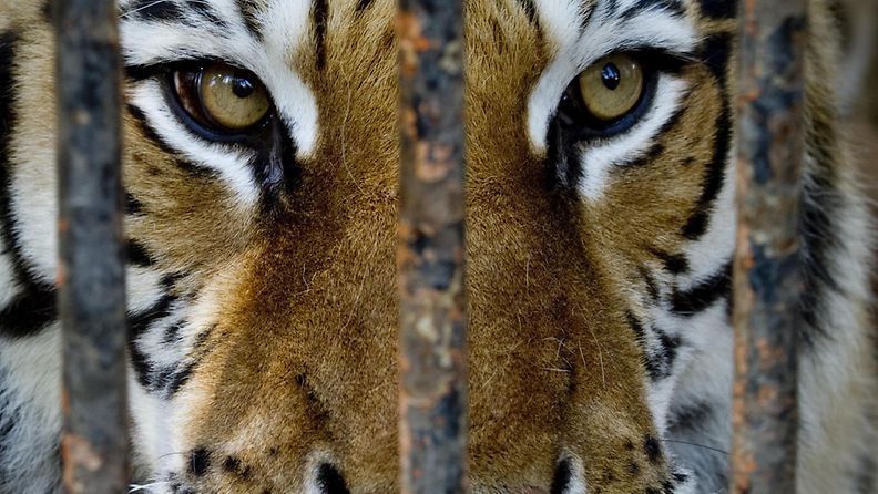 Eläintarhassa on sattunut jälleen vakava tiikerihyökkäys. Tiikeri raateli hoitajansa käden Yhdysvalloissa Oklahomassa. Kuvan tiikeri on ikuistettu napolilaisessa eläintarhassa.