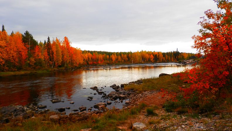 Ruskaa Rovaniemellä 15. syyskuuta 2013. Lukijan kuva: Pirjo Satta