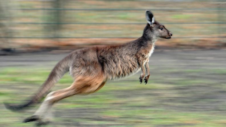  The kangaroo Hagen jumps through his enclosure at the zoo in Berlin, Germany, 10 January 2012