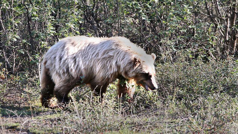 Karhu Alaskan maisemissa. (Kuvituskuvaa).