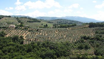 Paikointireitillä oliivilehtojen välissä.JPG