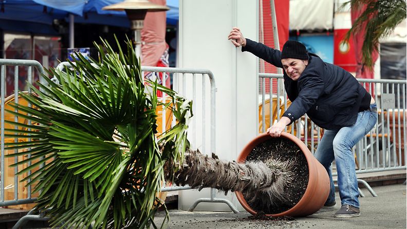 Mies yritti pelastaa kaatunutta palmua Düsseldorfissa Saksassa 28. lokakuuta 2013.