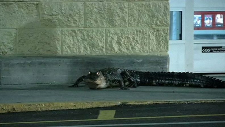 Alligaattori availi ja sulki Walmartin automaattiovia Floridassa sunnuntaina. Kuvakaappaus APTN:n videomateriaalista.