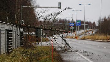 Aamupäivällä Ouluun saapunut myrskytuuli oli kaatanut puun meluaidan päälle Oulunsalon Lentokentäntiellä 17. marraskuuta 2013. 