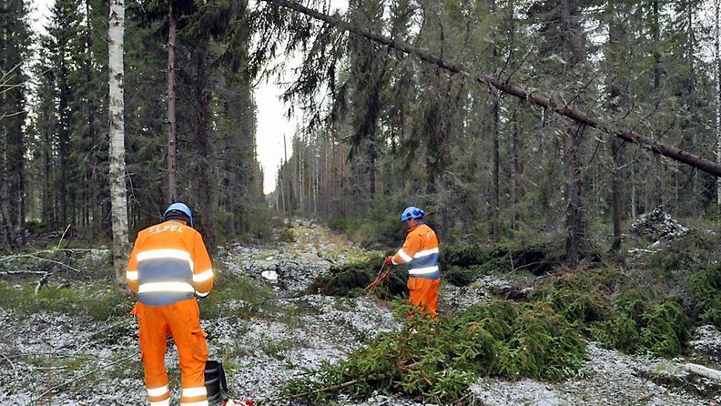 Eino-myrsky kaatoi puita jopa 60 miljoonan euron arvosta.