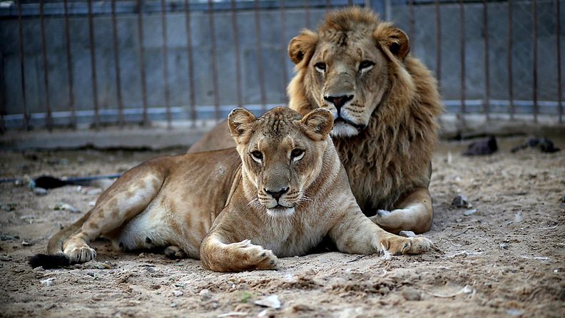 Leijonanpentujen emo ja isä salakuljetettiin Gazaan neljä vuotta sitten Egyptistä. 