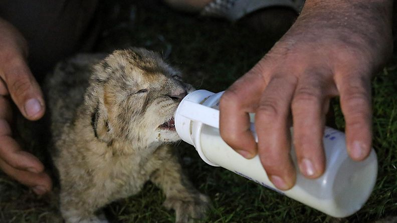 Fajir-leijonanpentua ruokittiin pullolla 19. marraskuuta 2013.