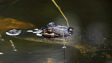 alligaattori_everglades_Getty.jpg