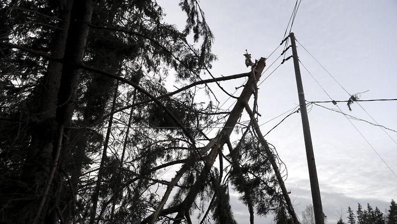 Sähkölinjan päälle kaatunut puu Porvoossa 2. joulukuuta 2013. 