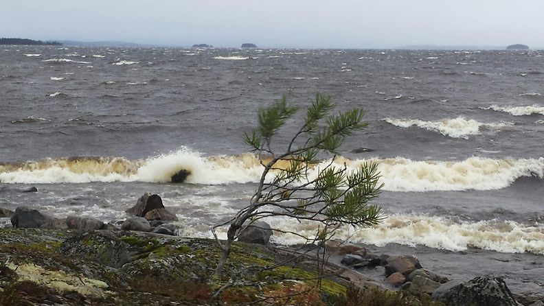 Eino-myrsky Pielisellä 17. marraskuuta 2013. Lukijan kuva: Tupi Voutilainen