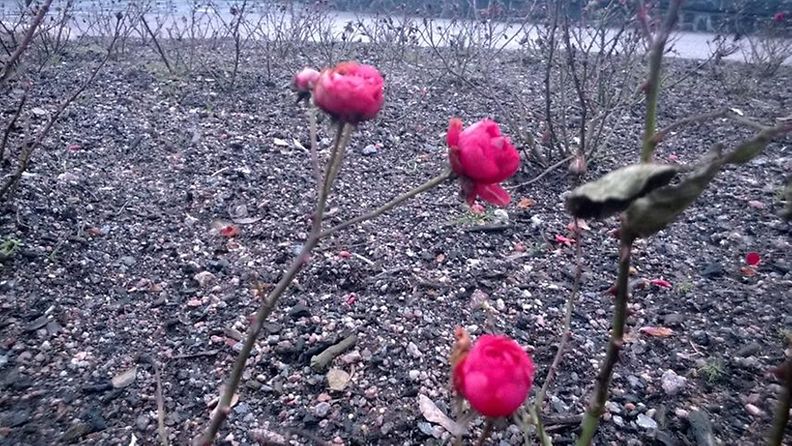 Ruusuja Kaivopuistossa 3.1.2014