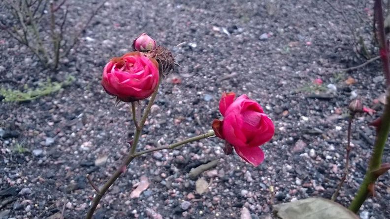Ruusuja Kaivopuistossa 3.1.2014