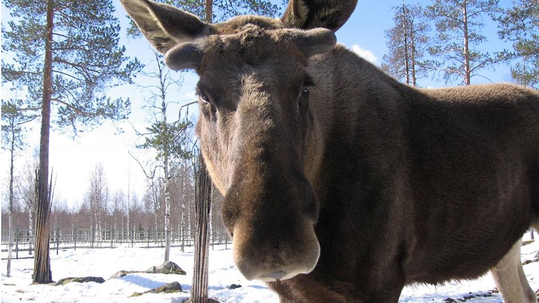 Suomen suurin eläin 