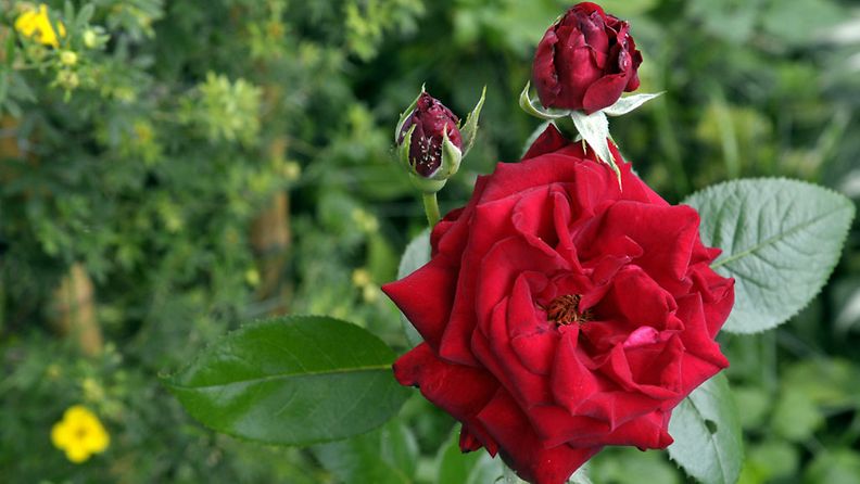 Ingrid Bergman-ruusu puutarhassa. 