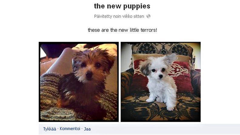 Milla Jovovichin uudet koiranpennut Maya Papaya ja Sweet Potato. Kuvakaappaus: Facebook