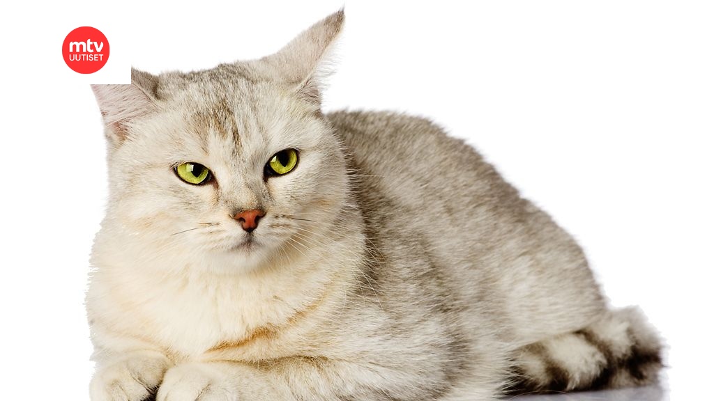 Kissan kimurantti vaiva: Virtsatieongelmat kiusana 