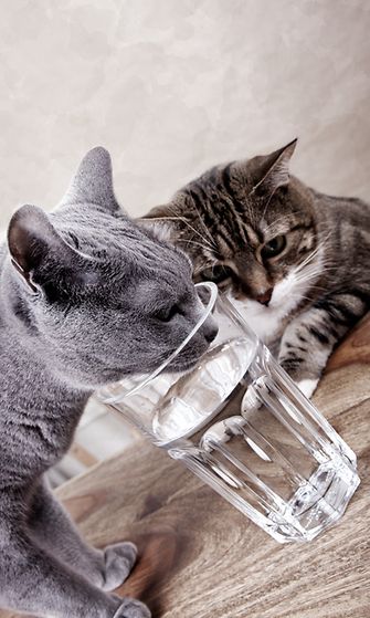 Eikö kissa juo tarpeeksi? Kokeile näitä näppäriä kikkoja 