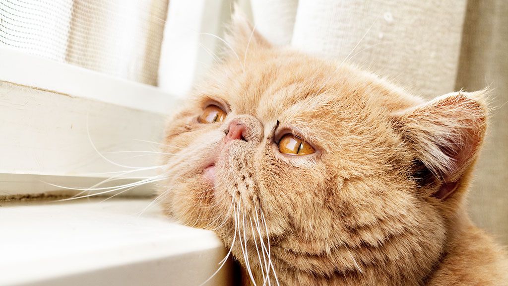 Vanhan kissan viheliäinen vaiva: Munuaisten vajaatoiminta 