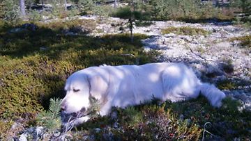Sero-koira: "Ihanaa rentoutua metsän mättäillä!" Kuva: Maija Meriläinen