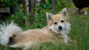 Tuisku-koira 1,7kk: "Chihuahuan & mittelspitzin sekoitus. Rakastan rapsutuksia ja leikkimistä." Kuva: Sonja Eerola